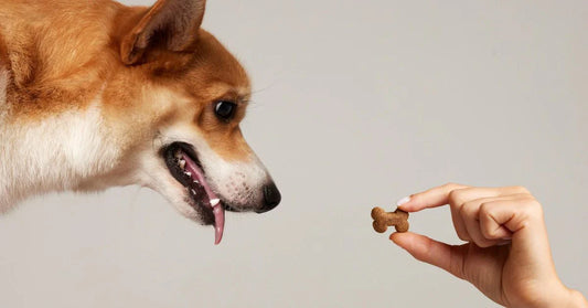 Gummies for Dogs: A Simple Way to Support Calm and Happy Pets