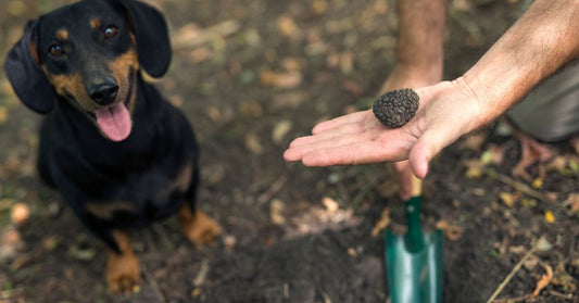 Why THC is Dangerous for Dogs: Risks Every Owner Must Know